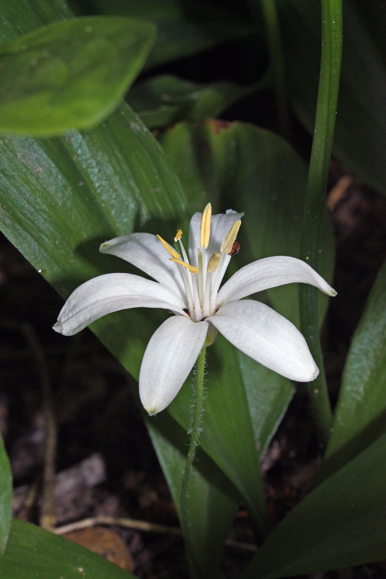 Bride's bonnet: Queen's Cup, Bride's-bonnet