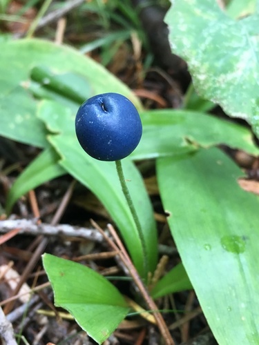 Bride's bonnet (Clintonia uniflora)