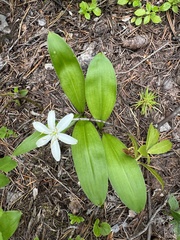 Bride's bonnet (Clintonia uniflora)