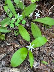 Bride's bonnet (Clintonia uniflora)