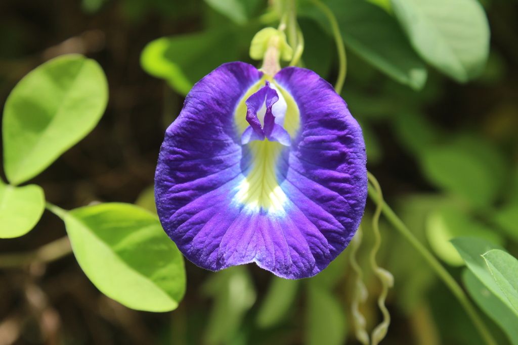 Asian pigeonwings (Clitoria ternatea)