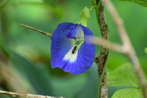 Asian pigeonwings (Clitoria ternatea)