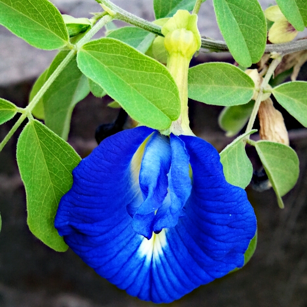 Asian pigeonwings: Clitoria ternatea commonly known as Asian pigeonwings.