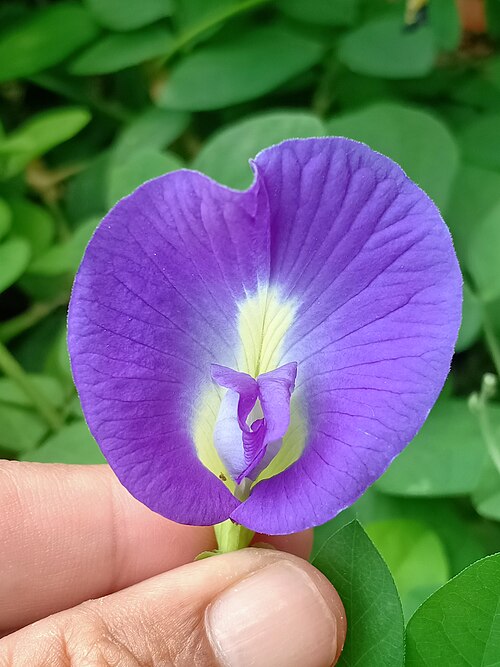 Asian pigeonwings: Appearance of flower petals on Clitoria ternatea
