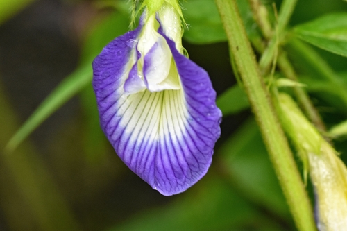 Asian pigeonwings (Clitoria ternatea)
