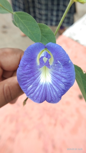 Asian pigeonwings (Clitoria ternatea)