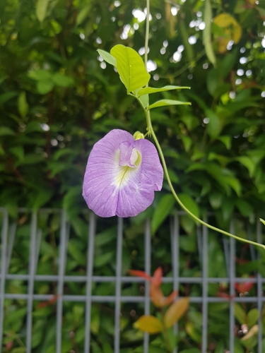 Asian pigeonwings (Clitoria ternatea)