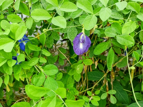 Asian pigeonwings (Clitoria ternatea)