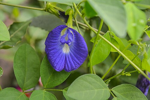 Asian pigeonwings: Clitoria ternatea in Jahangirnagar University Botanical Garden,Bangladesh. Clitoria ternatea, commonly known as Asian pigeonwings, Aparajita, bluebellvine, blue