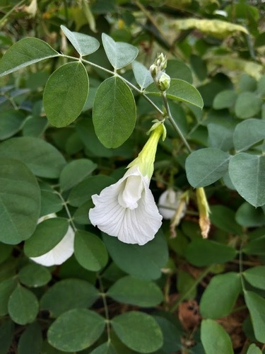 Asian pigeonwings (Clitoria ternatea)