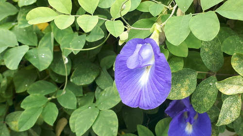 Asian pigeonwings (Clitoria ternatea)