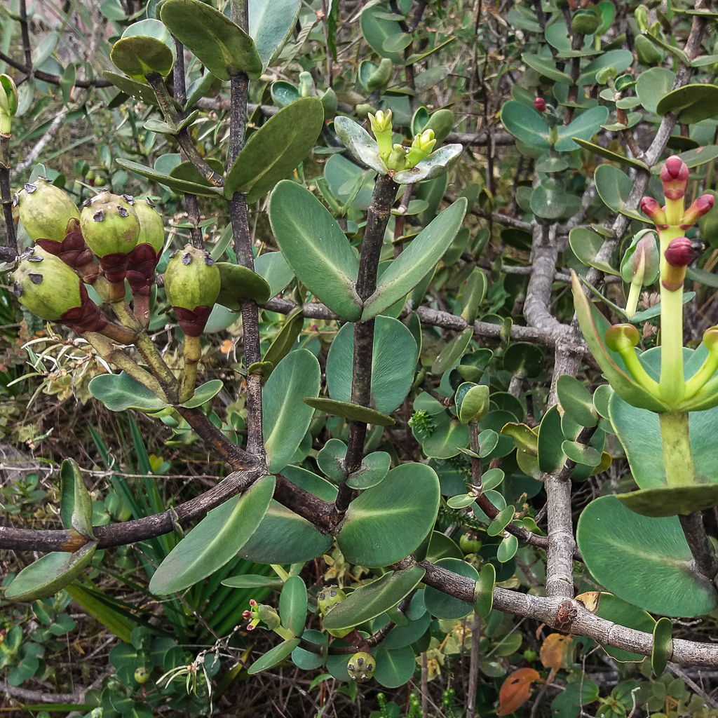 Clusia burle-marxii (Clusia burle-marxii)