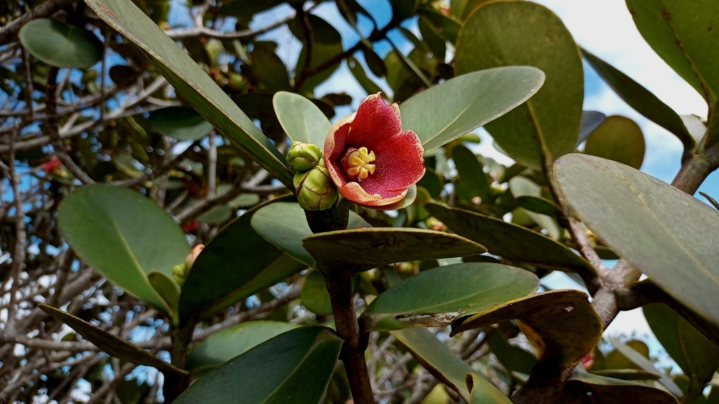Clusia dardanoi (Clusia dardanoi)