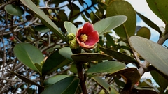 Clusia dardanoi (Clusia dardanoi)