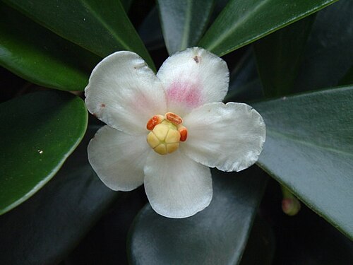 Clusia fluminensis: Clusia fluminensis