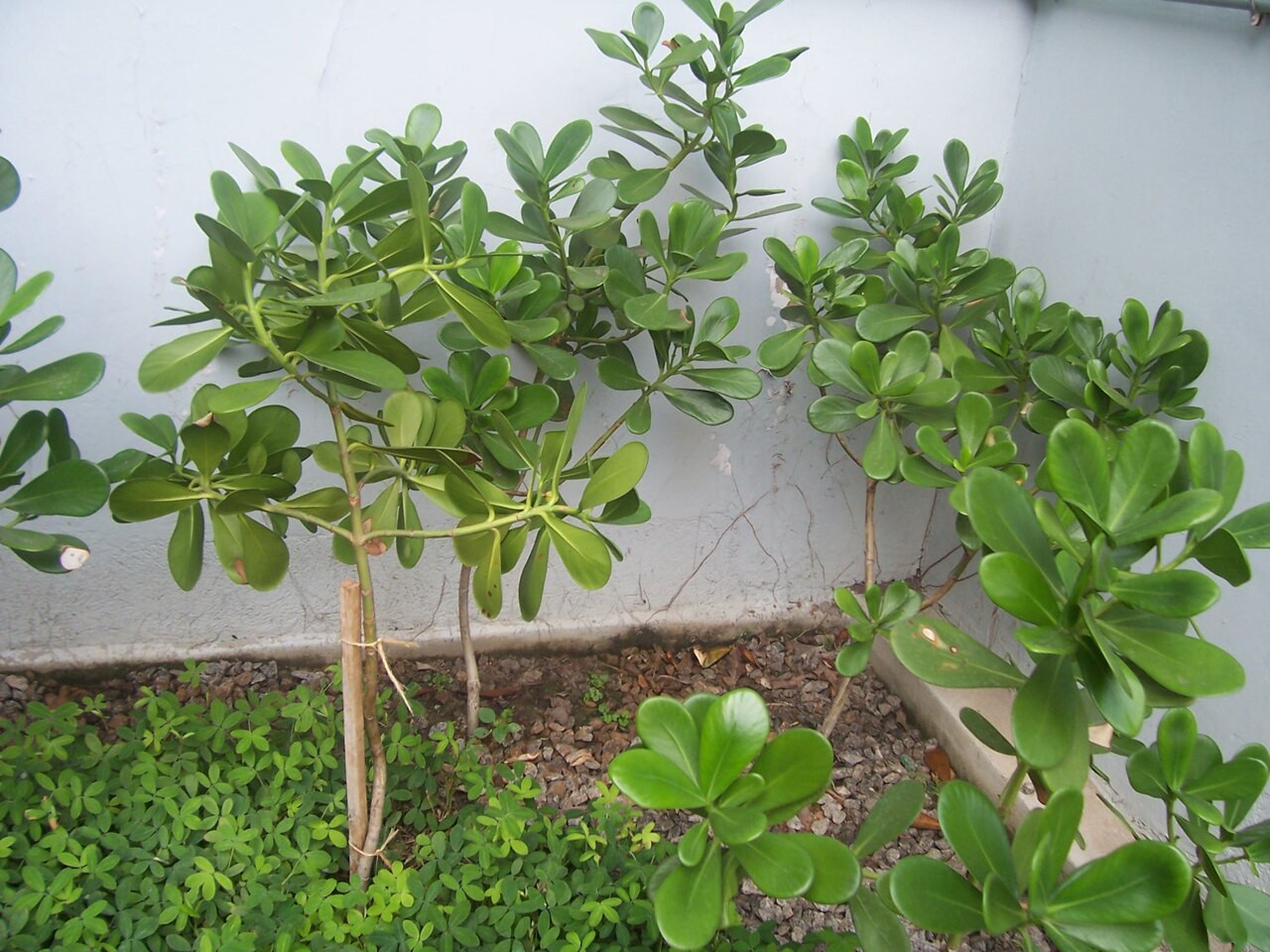 Clusia fluminensis: clusia, mangue branco