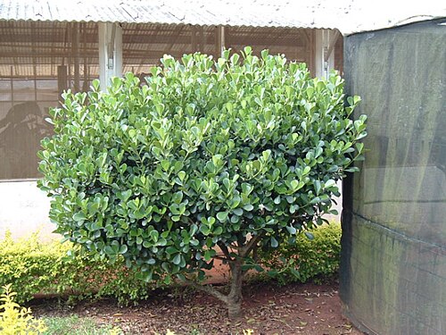 Clusia fluminensis: Clusia fluminensis