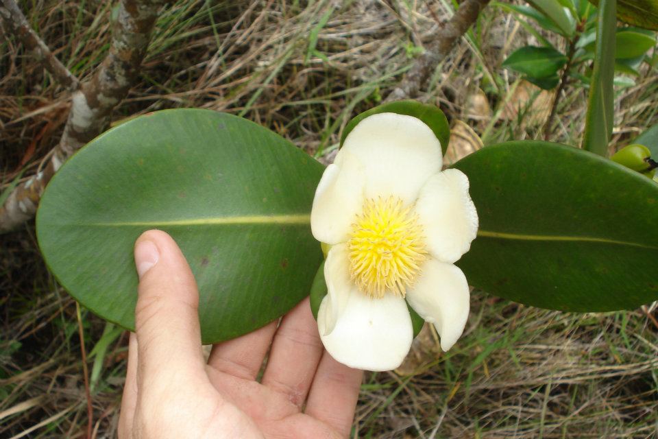 Clusia fragrans: Pico do Andrei