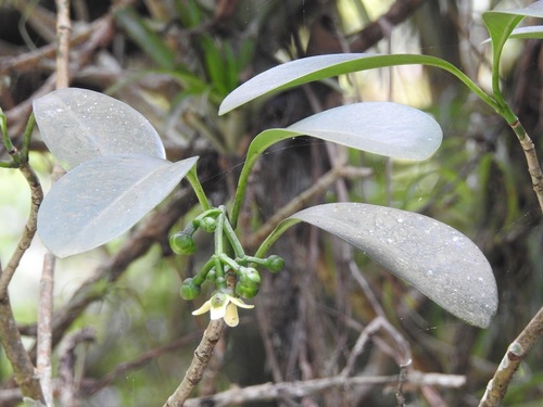 Clusia guatemalensis (Clusia guatemalensis)