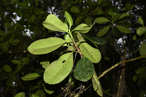 Clusia guatemalensis (Clusia guatemalensis)