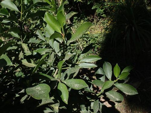Clusia guatemalensis (Clusia guatemalensis)