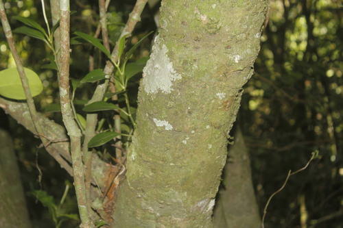 Clusia guatemalensis (Clusia guatemalensis)