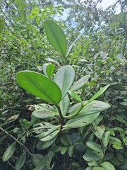 Clusia hilariana (Clusia hilariana)