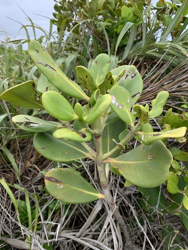 Clusia hilariana (Clusia hilariana)