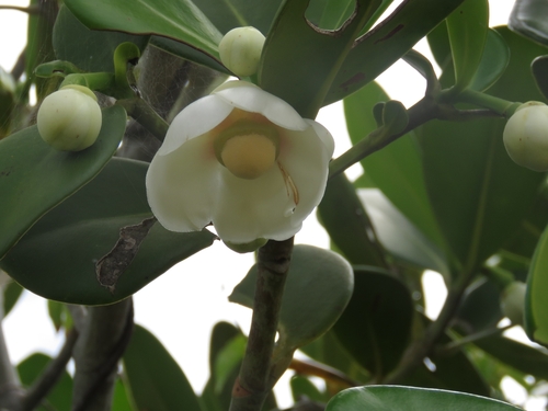 Clusia hilariana (Clusia hilariana)