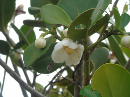 Clusia hilariana (Clusia hilariana)