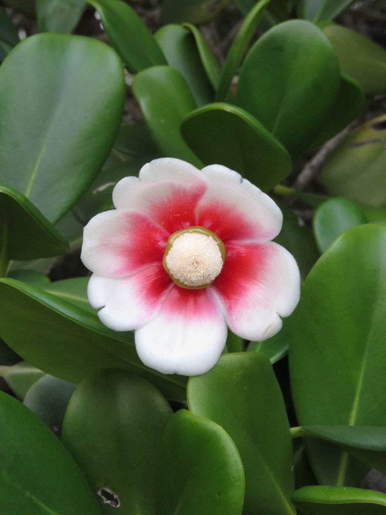 Clusia hilariana (Clusia hilariana)