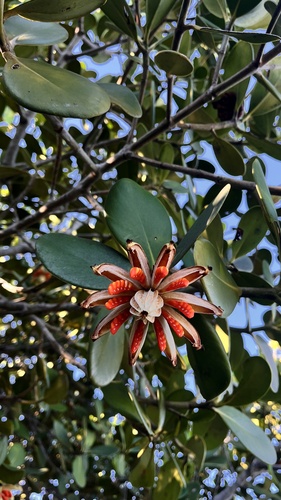 Clusia hilariana (Clusia hilariana)