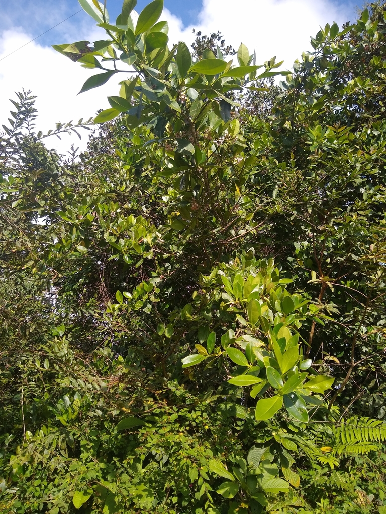 Clusia hydrogera (Clusia hydrogera)
