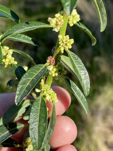 Clutia affinis (Clutia affinis)