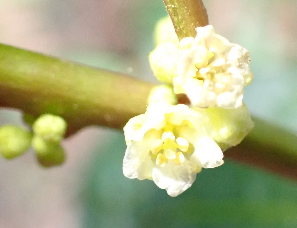 Clutia affinis (Clutia affinis)