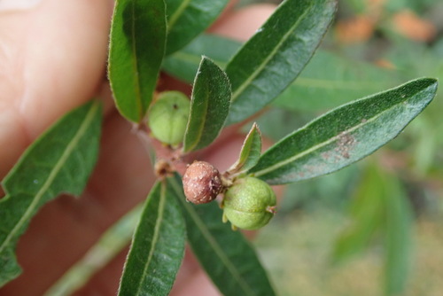Clutia affinis (Clutia affinis)