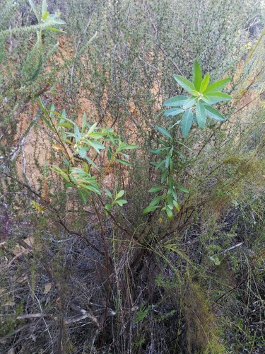 Clutia affinis (Clutia affinis)