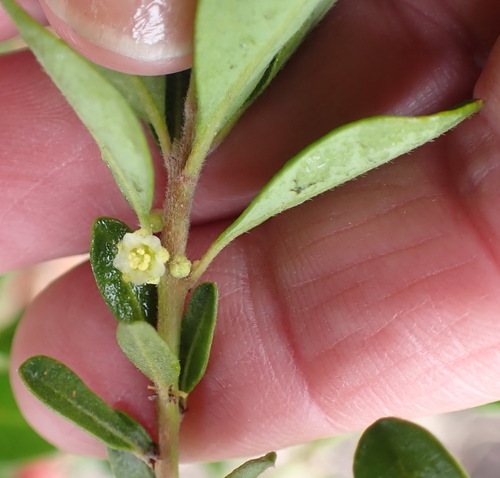 Clutia affinis (Clutia affinis)