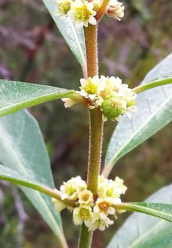 Clutia affinis (Clutia affinis)