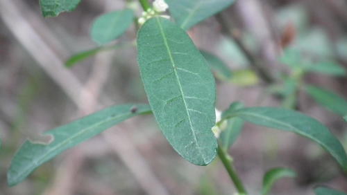Clutia affinis (Clutia affinis)