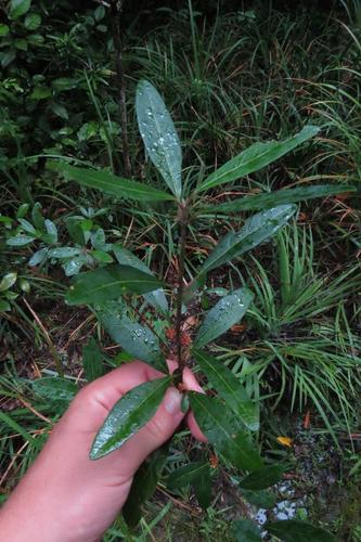 Clutia affinis (Clutia affinis)