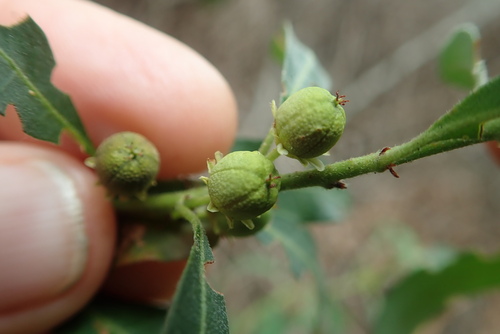 Clutia affinis (Clutia affinis)