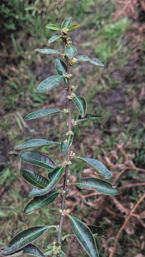 Clutia affinis (Clutia affinis)