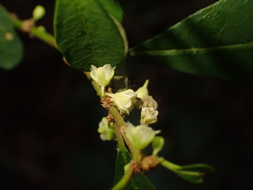 Clutia affinis (Clutia affinis)