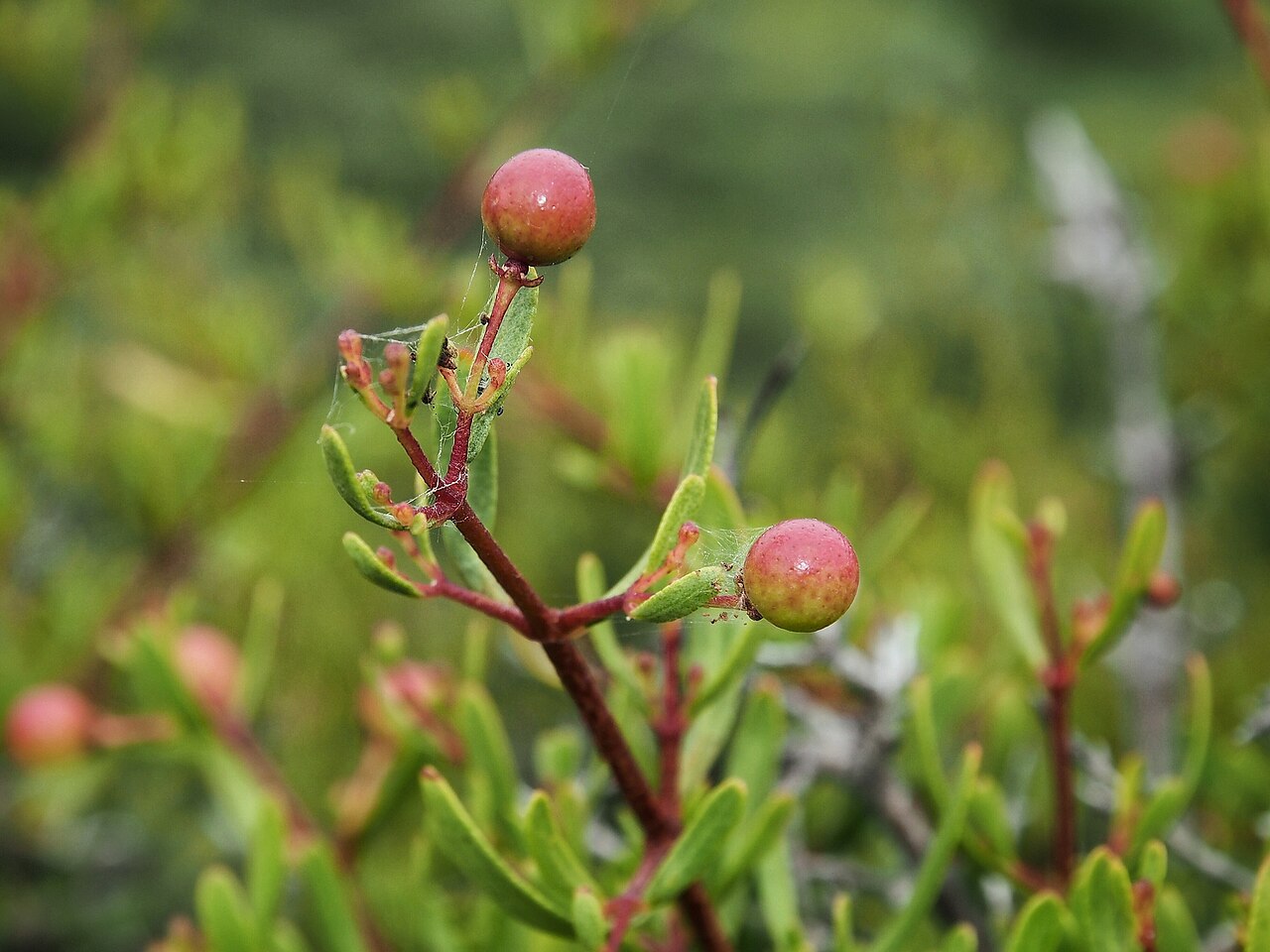 Bush rue: Bushrue