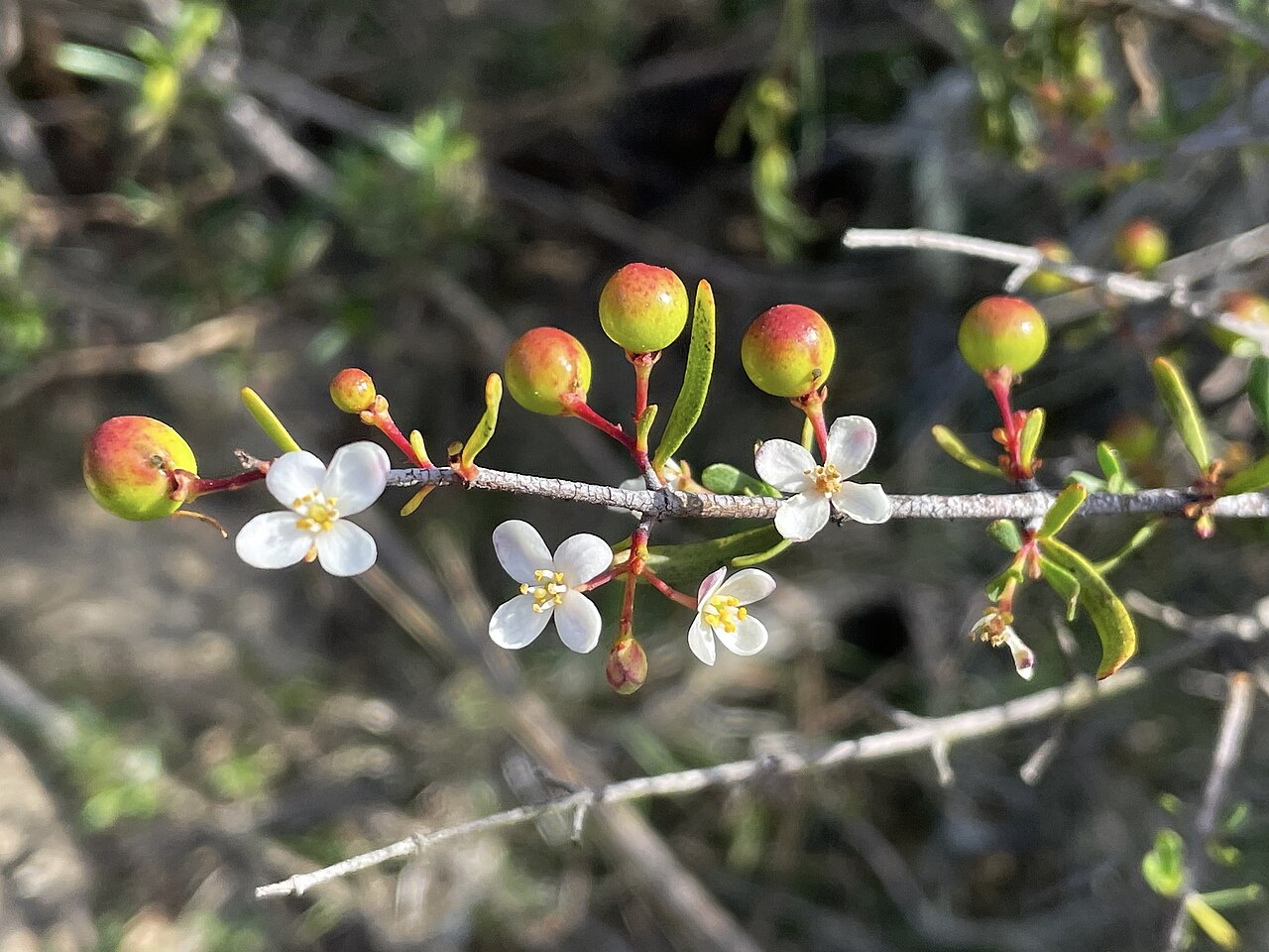 Bush rue: Bushrue
