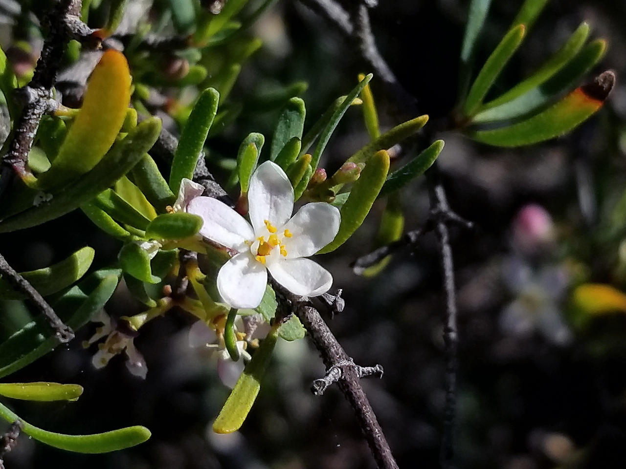 Bush rue: Cneoridium dumosum flower with 5 petals