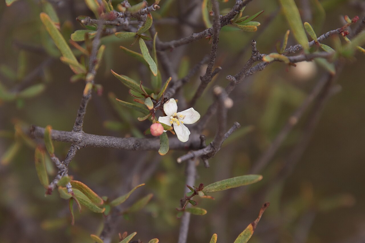 Bush rue: Bushrue