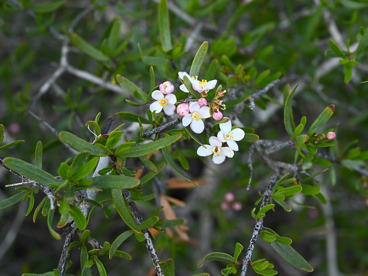 Bush rue: Cneoridium dumosum in the Torrey Pines State Natural Reserve, N from San Diego, California