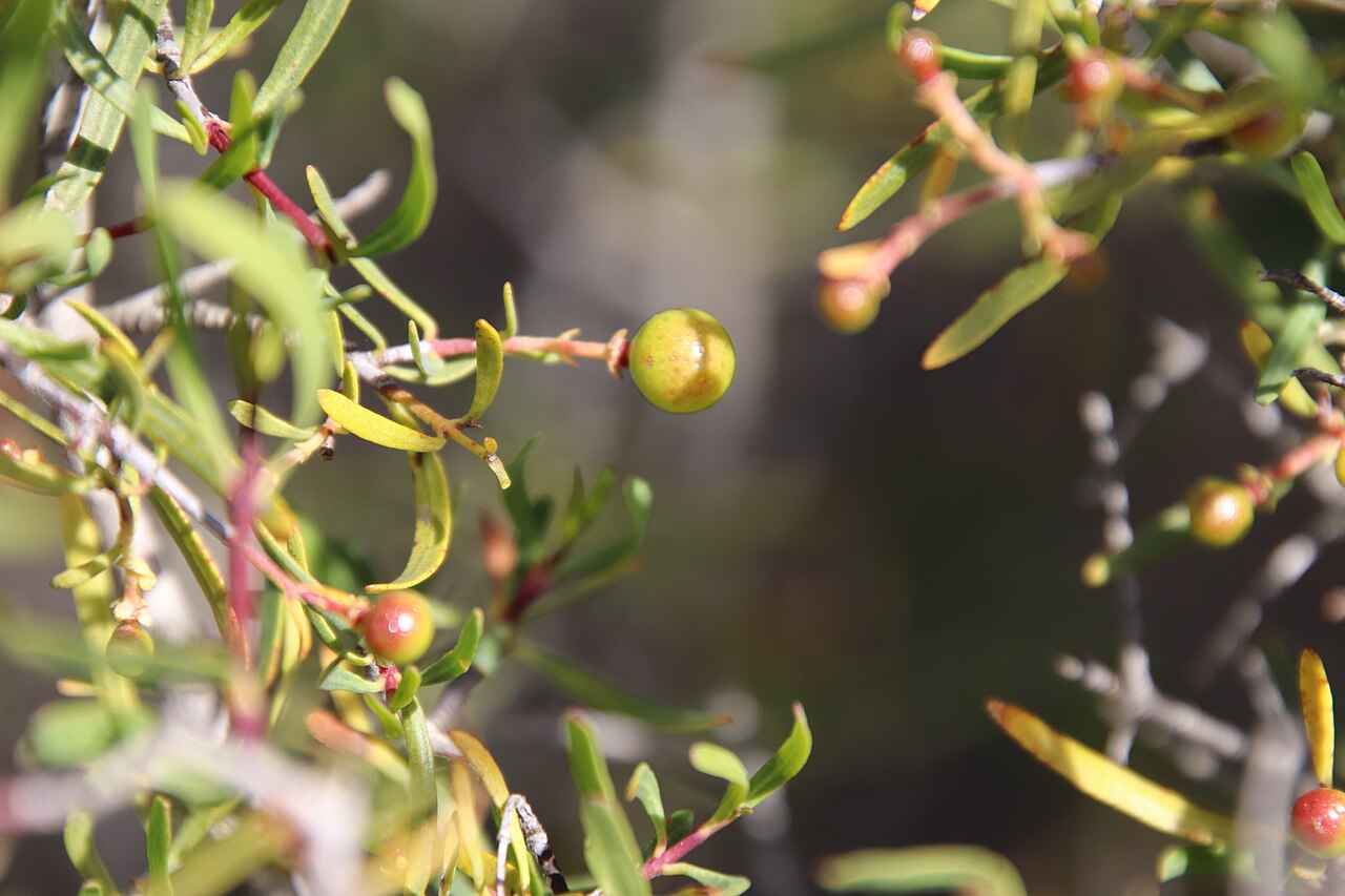 Bush rue: Bushrue